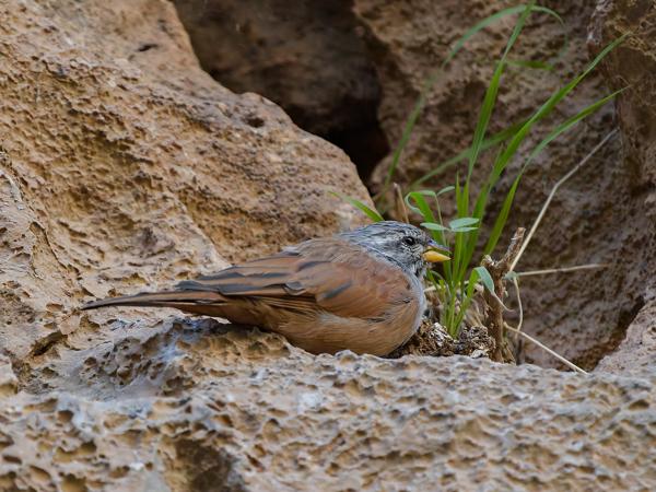 <h3><a href="/trips/marokko/biota/animalia/chordata/aves/040 passeriformes/126 emberizidae/emberiza sahari/emberiza sahari-nl.html">Emberiza&nbsp;sahari</a> / House&nbsp;bunting / Huisgors</h3>OM-1 Mark II met OLYMPUS M.150-400mm F4.5 TC, 1/1600 sec  bij F5.6, ISO 10000, afstand 7.33&nbsp;m